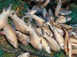 Aquaculture trial in Goa's Khazan lands shows strong potential for coastal livelihoods